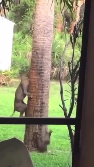 🔥Bobcat hunting the squirrel on the tree..