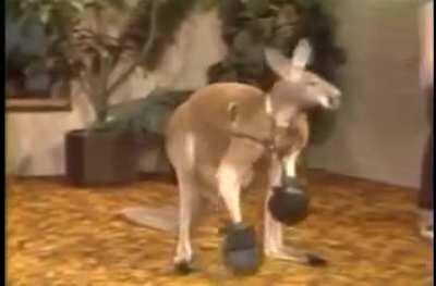 WCGW Bringing a Boxing Kangaroo on Set