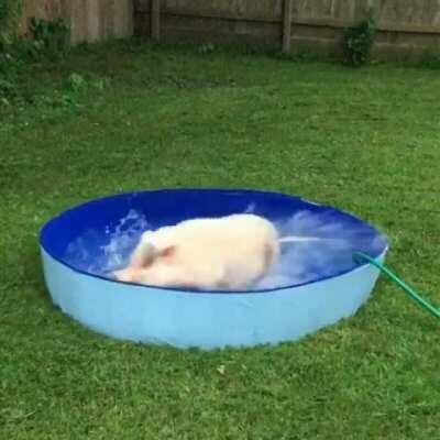 Hank splashing in his pool