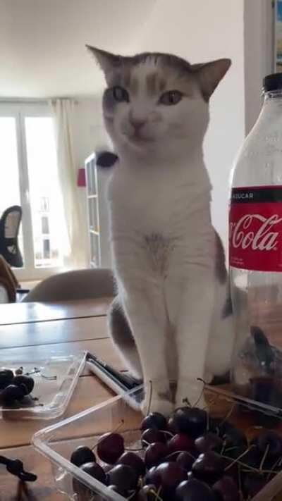 Adorable cat loves to play with those cherries :) 🍒