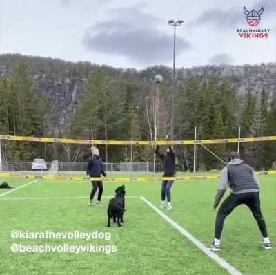 A dog plays volleyball