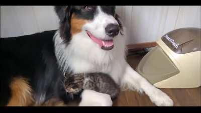 Little Kitten wants to sleep with Doggy buddy.