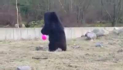 Bears playing with a baloon