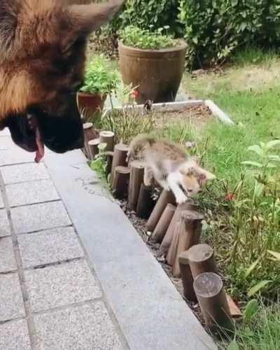 A German Shepherd and his kitten