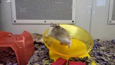 High speed hamster in slow motion