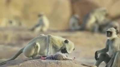 Langur monkeys grieve over fake monkey