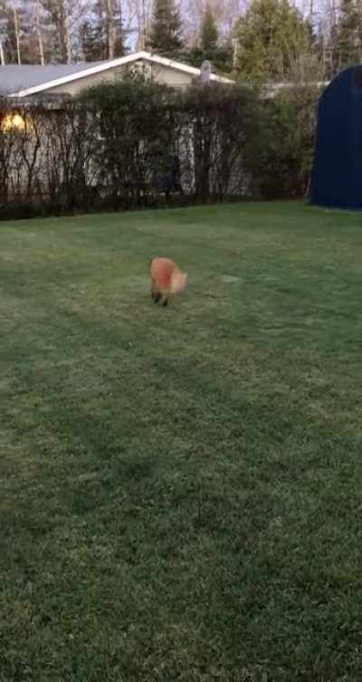 Playing with a random fox this morning