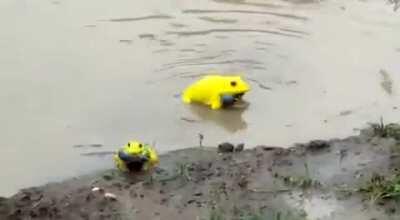 They emerged after rains in western India