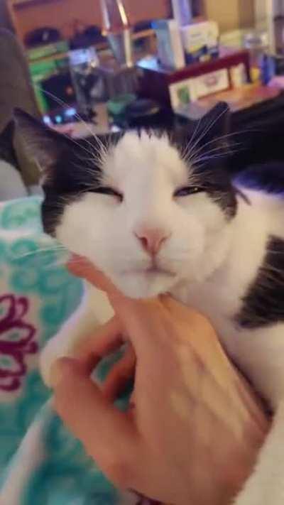 I just found this sub. This is Little Man drooling on my hand. He loves chin scritches and hand pillows.