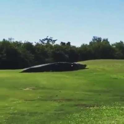 A monster of a gator walking out onto a golf course in Florida to bask in the sun