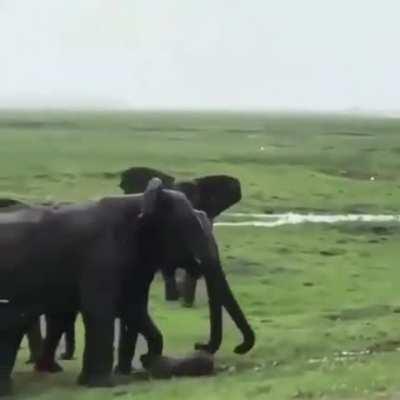 When an elephant gives birth