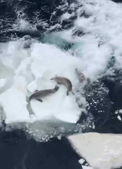 🔥A pod of wave-washing killer whales (Orcinus orca), hunt three crabeater seals (Lobodon carcinophaga) at once