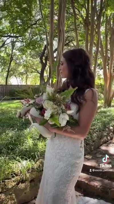 Do snakes with flower crowns count? I brought my snake to my bridal portraits.