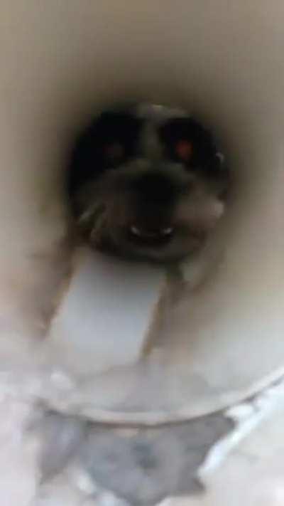 Dog jumpscare