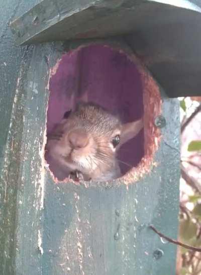 Squirrel nestbox morning