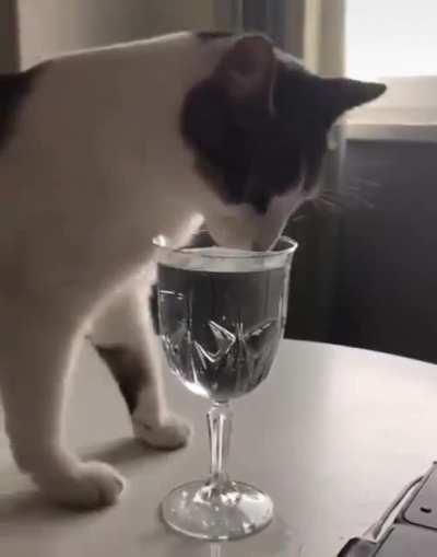 Cat trying to sip water like human