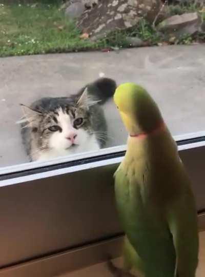 Parrot Playing Peek-a-boo With Cat