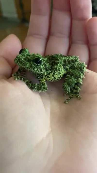 Vietnamese mossy frog