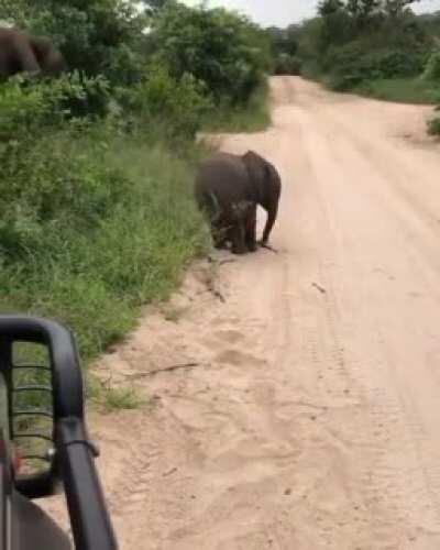 Cute elephant baby shows it talent to safari visitors.