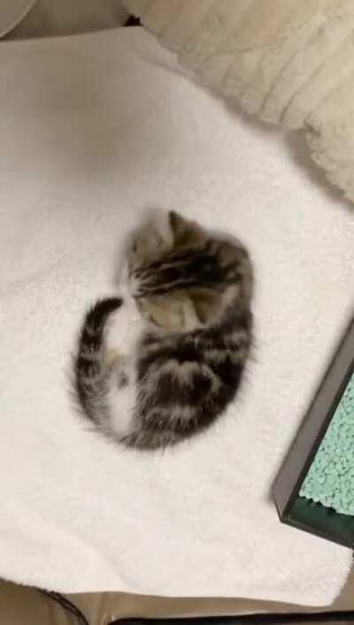 The smolest tail