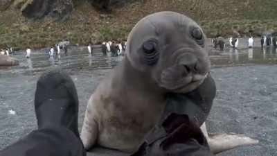 A wildlife photographer gets interrupted by a baby elephant seal