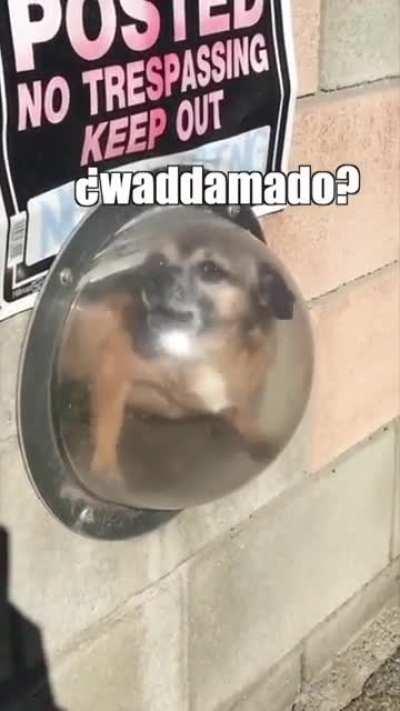 Bubble dog