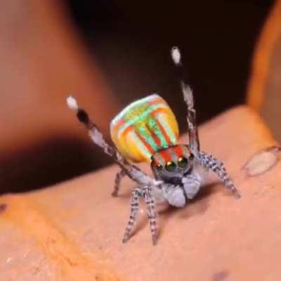 🔥 The dance of the peacock spider 🔥