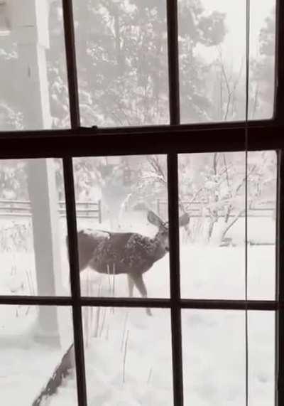 Snowy Colorado