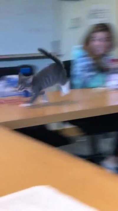 This cat at the office