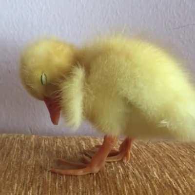 Duckling trying to not fall asleep