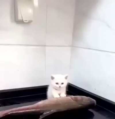 😸🍴🐟