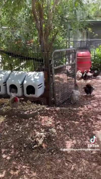 ð Cool Chicken coop tour