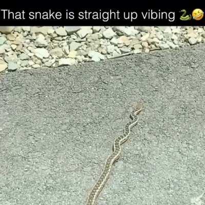 Seems like Steve and James didn't meet the only dancing snake