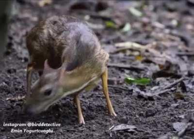 Malaysia also has the smallest deer family member known as the Lesser mouse-deer.