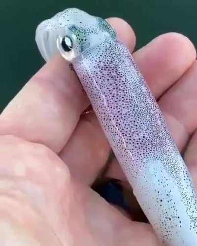 🔥 Squid's skin can change in color