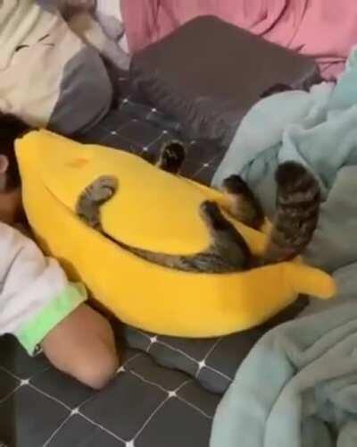 Cat in a banana