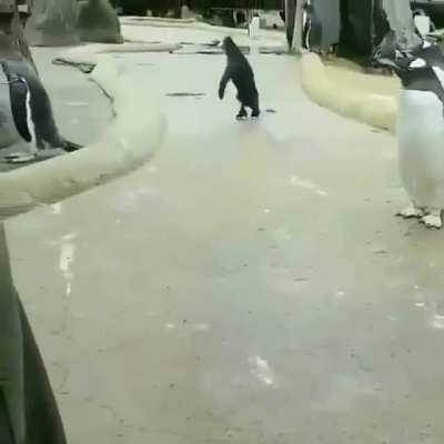 hopping_penguin.mp4