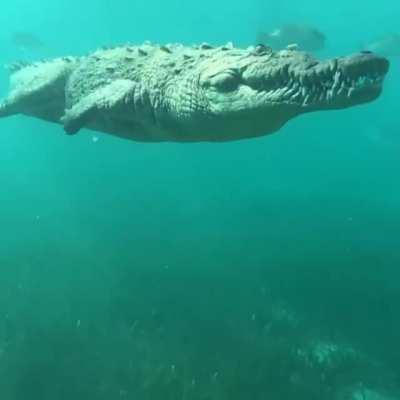 A Saltwater Crocodile cruises along the depths of the Ocean