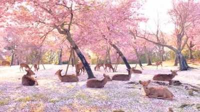 Herd of deer relaxing underneath Japan's cherry blossoms