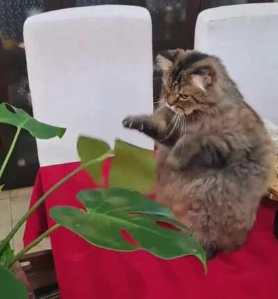 This cat playing with a leaf.