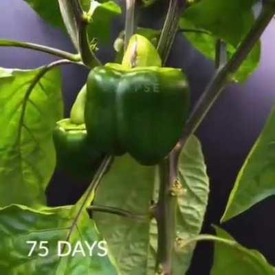 Watching a bell pepper grow