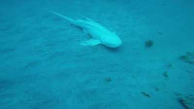 Very rare I think: full-grown albino leopard shark, Exmouth, Ningaloo Reef, Australia