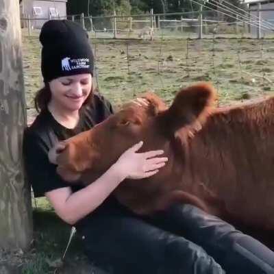 A volunteer pets one of the cows at Wildwood Farm Sanctuary