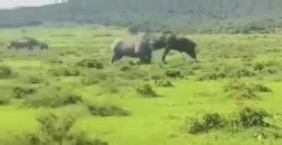 1,300lb Cape Buffalo gets tossed around by Rhino