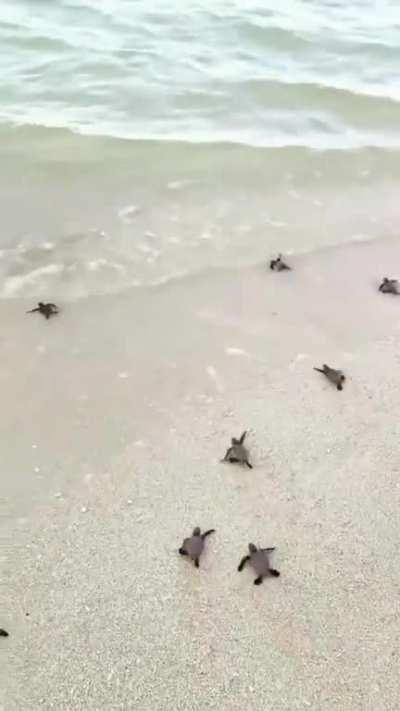 Baby sea turtles race to the ocean