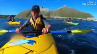 A seal slaps a kayaker with an octopus