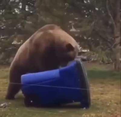 Bear practices CPR