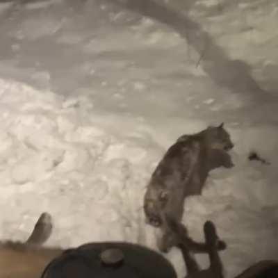 Colorado man wakes up to find a mountain lion on his porch devouring huge elk it had just killed