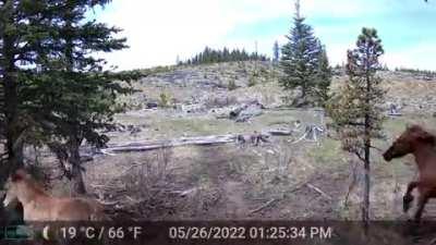 Footage of a brown bear chasing after and attempting to hunt wild horses.