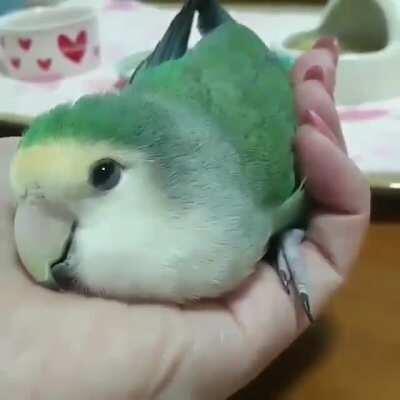 A little birb getting sleepy